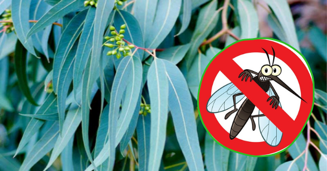 4 nguyên liệu tự nhiên đuổi muỗi hiệu quả, phòng tránh được sốt xuất huyết