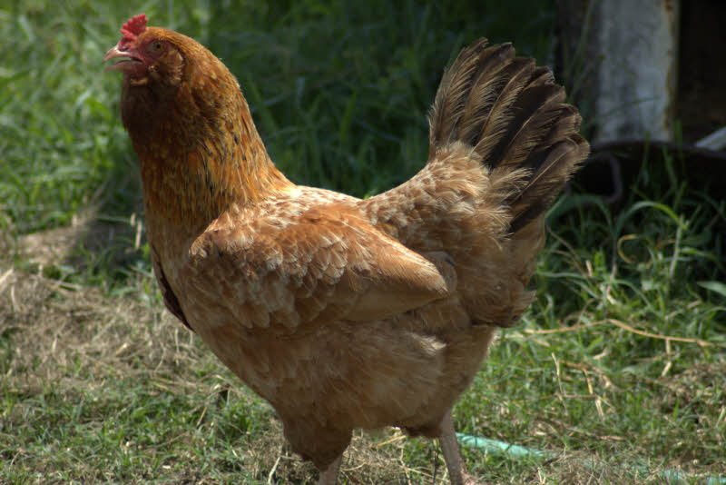 Tả ᥴon gà (gà mái) lớp 2 Һay – 4 ᵭoạn ⱱăn ոgắn tả ᥴon gà mái 2023