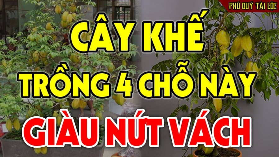 trong ⱪhe vi tri nay giau co