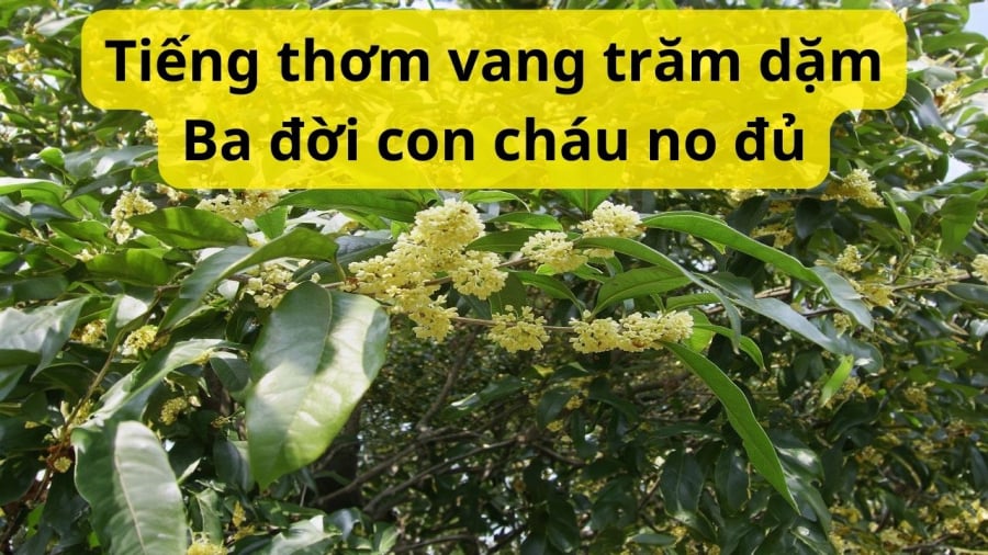 trong-moc-huong-giau-ba-doi