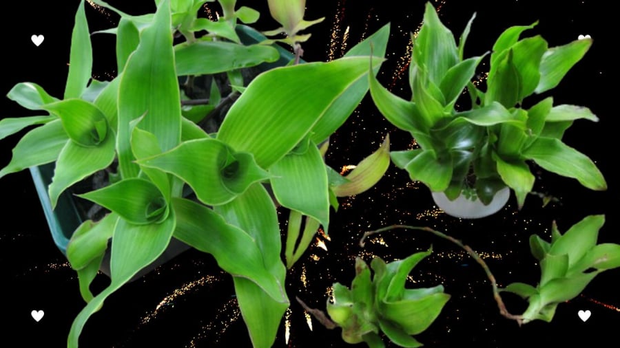 Cây lược vàng là vị thuốc quý