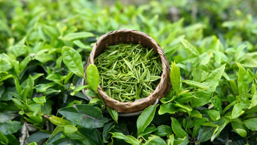 Lá trà xanh có nhiều công dụng với sức ⱪhỏe