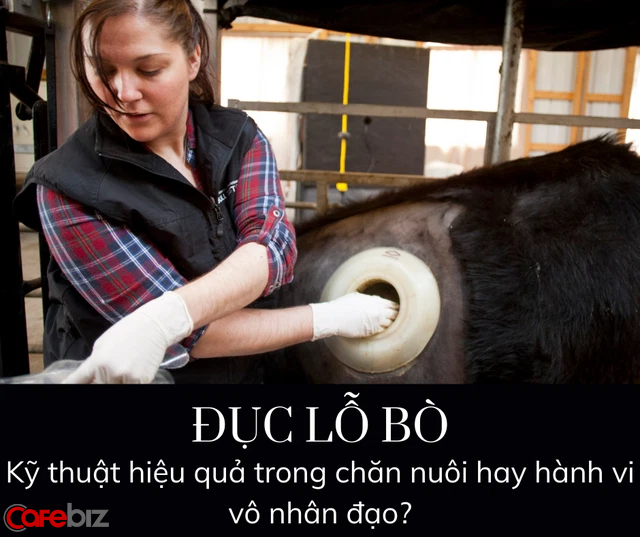 Vì sao trong các trang trại, các con bò đều bị đục lỗ và vẫn sống khỏe? - Ảnh 2.