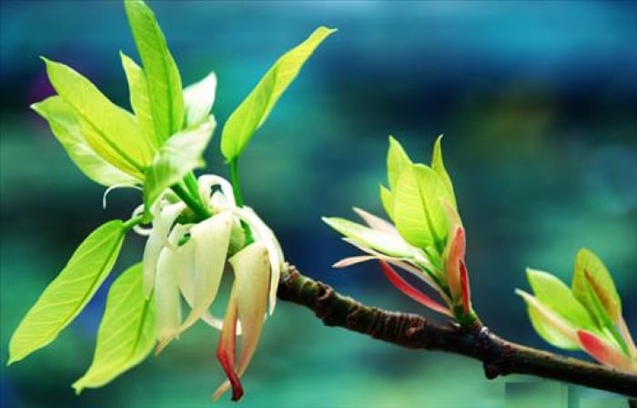 Nếu cây cối trong nhà ngày một sinh sôi, nảy nở thậm chí là những loại cây hiếm ⱪhi ra hoa nay lại trổ bông thì đó lại là dấu hiệu của sự may mắn. 